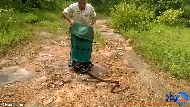 شکارچی هندی صدها مار را در جنگل رها کرد (فیلم و تصاویر)