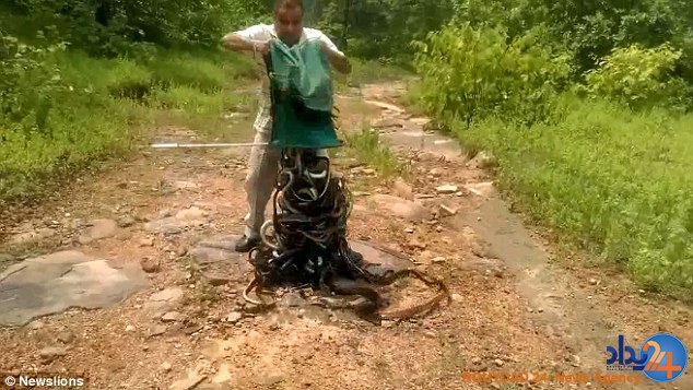 شکارچی هندی صدها مار را در جنگل رها کرد (فیلم و تصاویر)