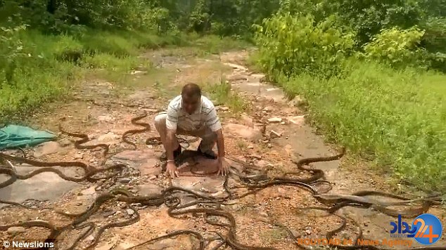 شکارچی هندی صدها مار را در جنگل رها کرد (فیلم و تصاویر)