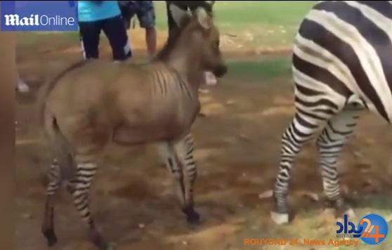 حاصل وصلت خر و گورخر در چین (فیلم و تصاویر)