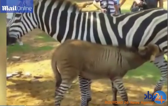 حاصل وصلت خر و گورخر در چین (فیلم و تصاویر)