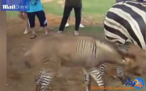 حاصل وصلت خر و گورخر در چین (فیلم و تصاویر)