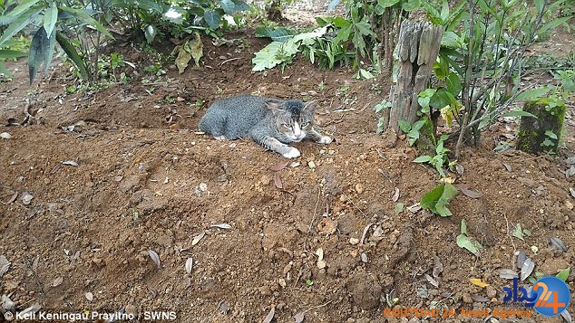 گربه عزادار روی قبر صاحبش می‌خوابد (تصاویر)