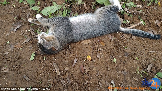 گربه عزادار روی قبر صاحبش می‌خوابد (تصاویر)