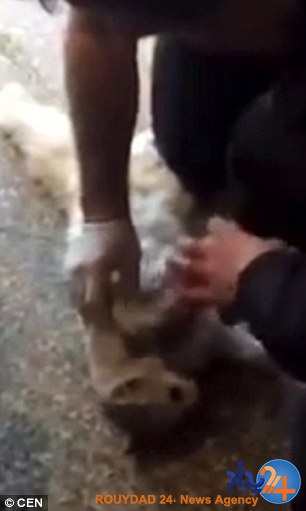 ماساژ قبلی گربه را به زندگی بازگرداند (فیلم و تصاویر)