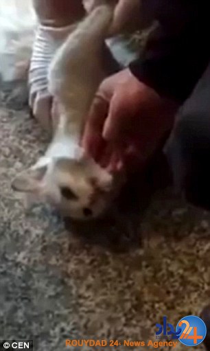 ماساژ قبلی گربه را به زندگی بازگرداند (فیلم و تصاویر)