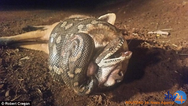 گرگ طعمه مار شد (تصاویر) گرگ طعمه مار شد (تصاویر)