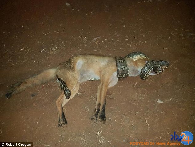 گرگ طعمه مار شد (تصاویر) گرگ طعمه مار شد (تصاویر)