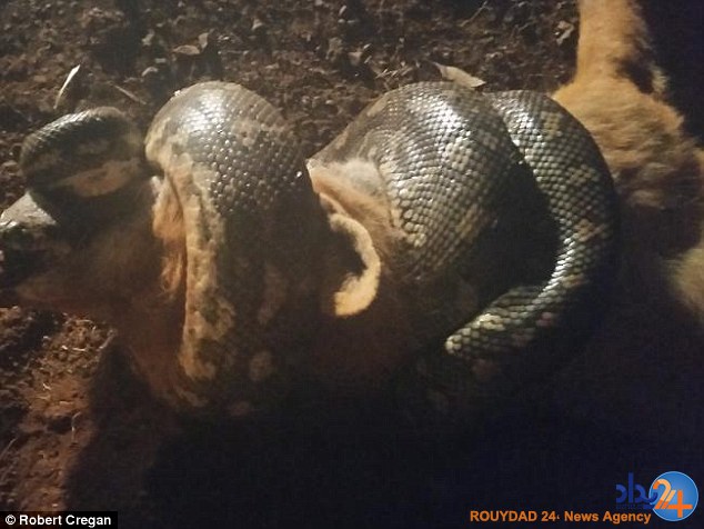 گرگ طعمه مار شد (تصاویر) گرگ طعمه مار شد (تصاویر)