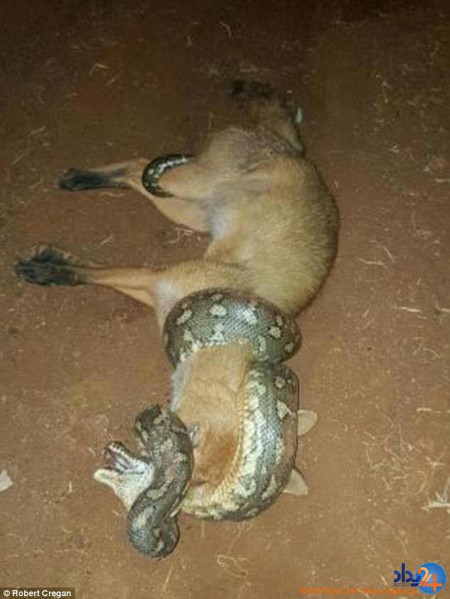 گرگ طعمه مار شد (تصاویر) گرگ طعمه مار شد (تصاویر)