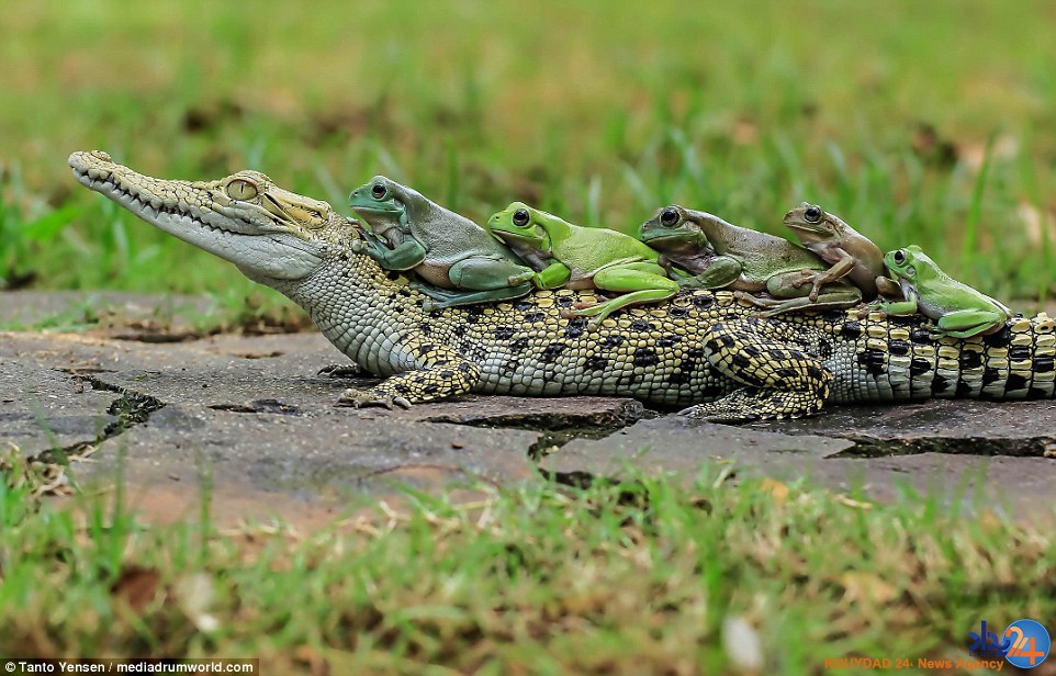 قورباغه‌های شجاع از این سوسمار سواری گرفتند (تصاویر)