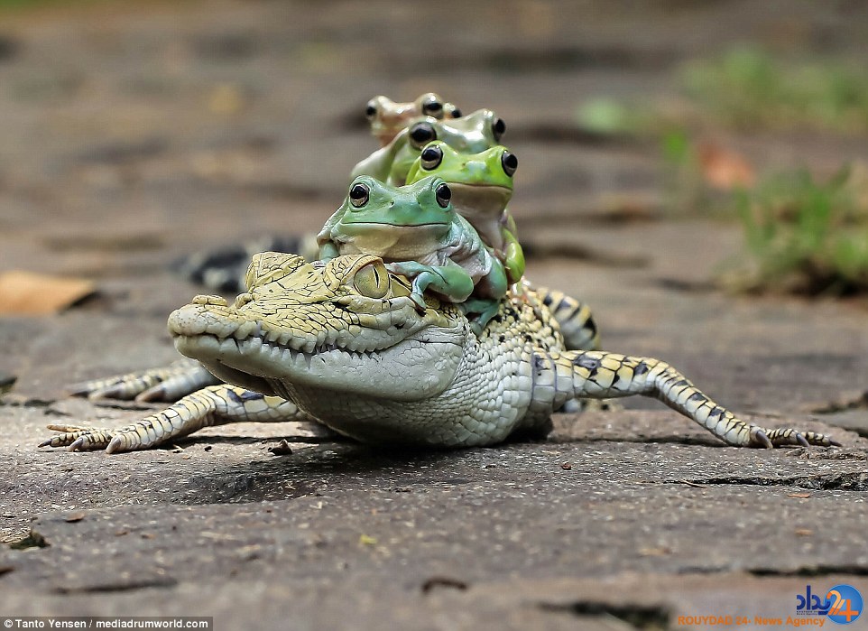 قورباغه‌های شجاع از این سوسمار سواری گرفتند (تصاویر)