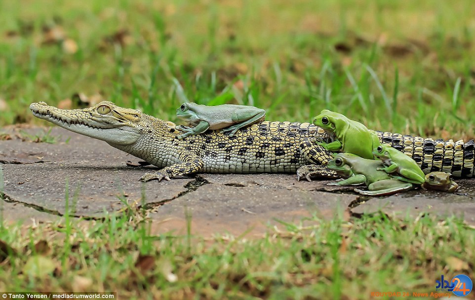 قورباغه‌های شجاع از این سوسمار سواری گرفتند (تصاویر)