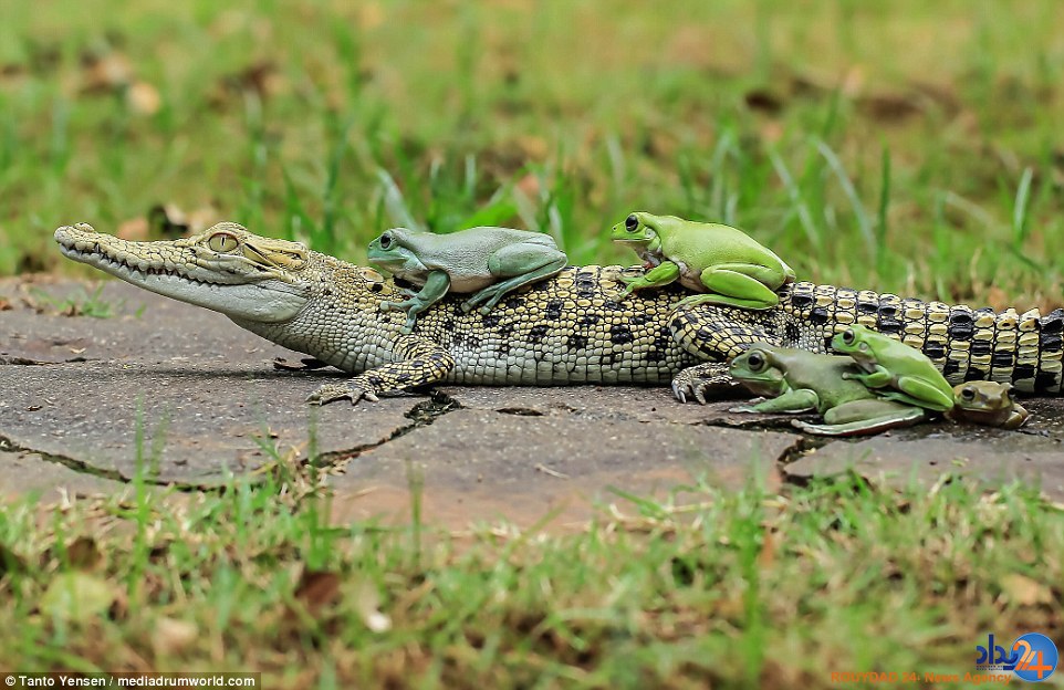 قورباغه‌های شجاع از این سوسمار سواری گرفتند (تصاویر)