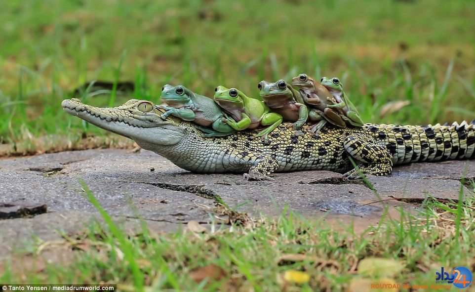 قورباغه‌های شجاع از این سوسمار سواری گرفتند (تصاویر)