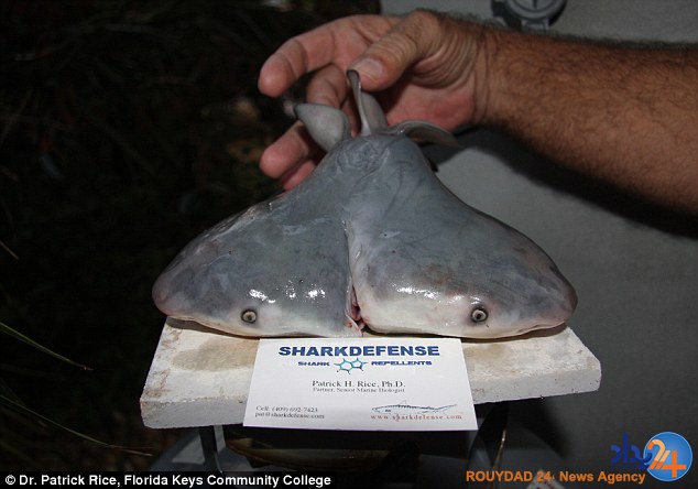 افزایش تولد کوسه‌های دوسر (تصاویر)