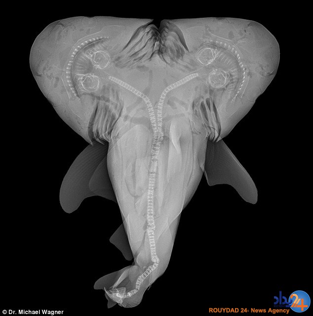 افزایش تولد کوسه‌های دوسر (تصاویر)