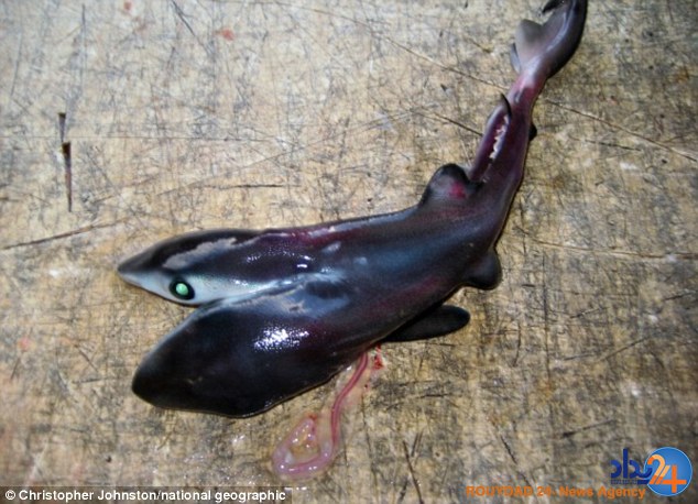 افزایش تولد کوسه‌های دوسر (تصاویر)