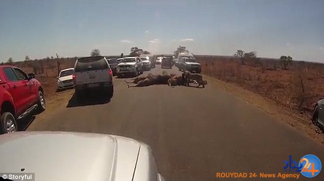 بوفالوخوری شیرها در وسط خیابان (تصاویر) بوفالوخوری شیرها در وسط خیابان (تصاویر)