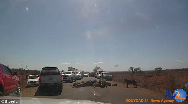 بوفالوخوری شیرها در وسط خیابان (تصاویر) بوفالوخوری شیرها در وسط خیابان (تصاویر)