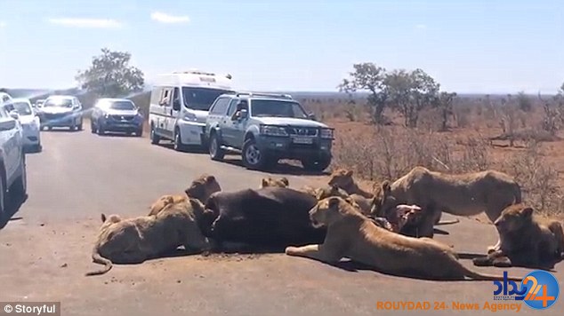 بوفالوخوری شیرها در وسط خیابان (تصاویر) بوفالوخوری شیرها در وسط خیابان (تصاویر)