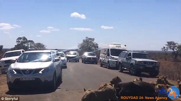 بوفالوخوری شیرها در وسط خیابان (تصاویر) بوفالوخوری شیرها در وسط خیابان (تصاویر)