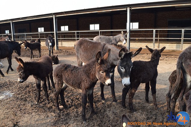 نابودی سالانه 4میلیون الاغ در چین برای تولید اکسیر جوانی (فیلم و تصاویر)