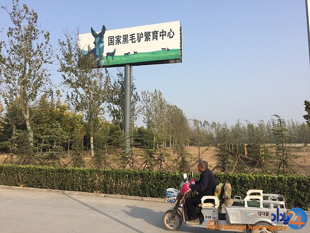 نابودی سالانه 4میلیون الاغ در چین برای تولید اکسیر جوانی (فیلم و تصاویر)