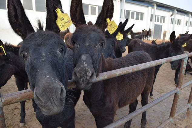 نابودی سالانه 4میلیون الاغ در چین برای تولید اکسیر جوانی (فیلم و تصاویر)