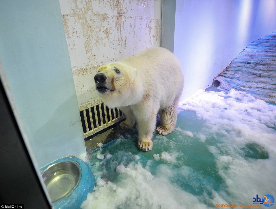 غمگین‌ترین خرس قطبی جهان در مرکزخرید چین (تصاویر)