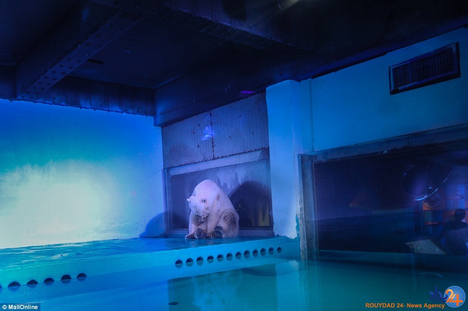 غمگین‌ترین خرس قطبی جهان در مرکزخرید چین (تصاویر)