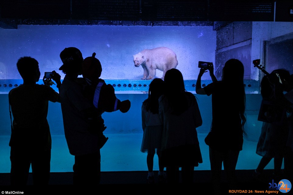 غمگین‌ترین خرس قطبی جهان در مرکزخرید چین (تصاویر)