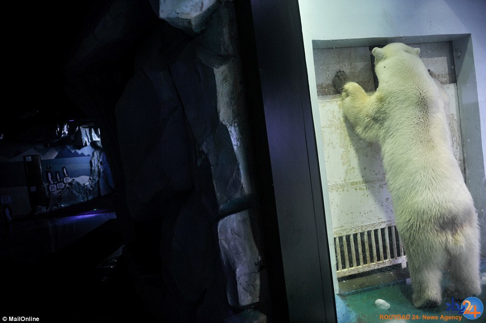 غمگین‌ترین خرس قطبی جهان در مرکزخرید چین (تصاویر)