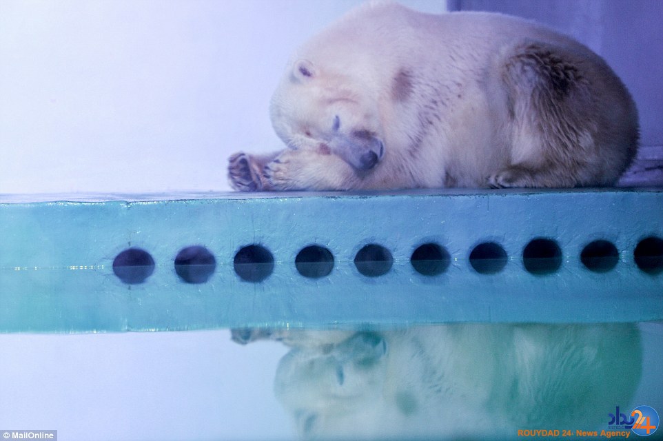 غمگین‌ترین خرس قطبی جهان در مرکزخرید چین (تصاویر)
