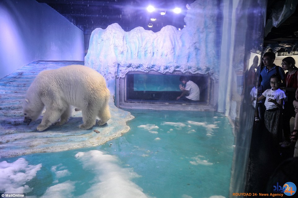 غمگین‌ترین خرس قطبی جهان در مرکزخرید چین (تصاویر)