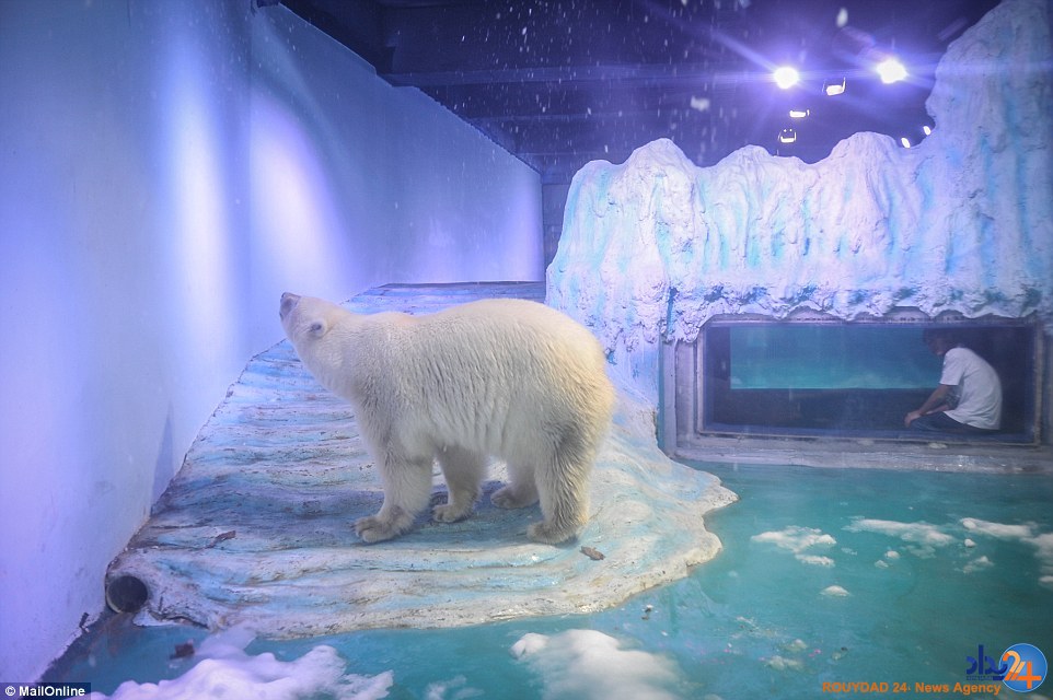 غمگین‌ترین خرس قطبی جهان در مرکزخرید چین (تصاویر)