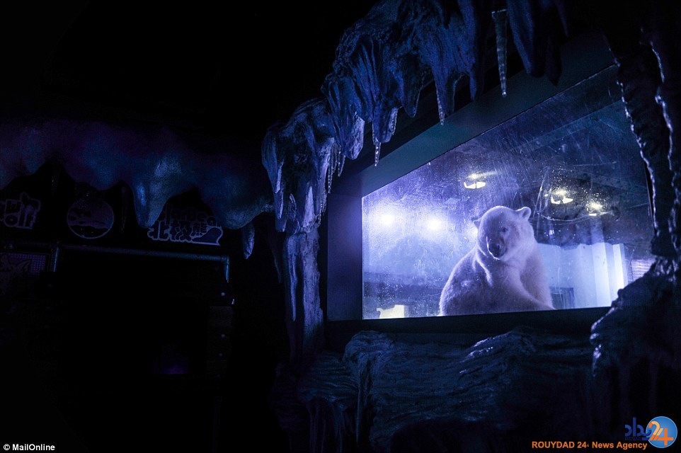 غمگین‌ترین خرس قطبی جهان در مرکزخرید چین (تصاویر)