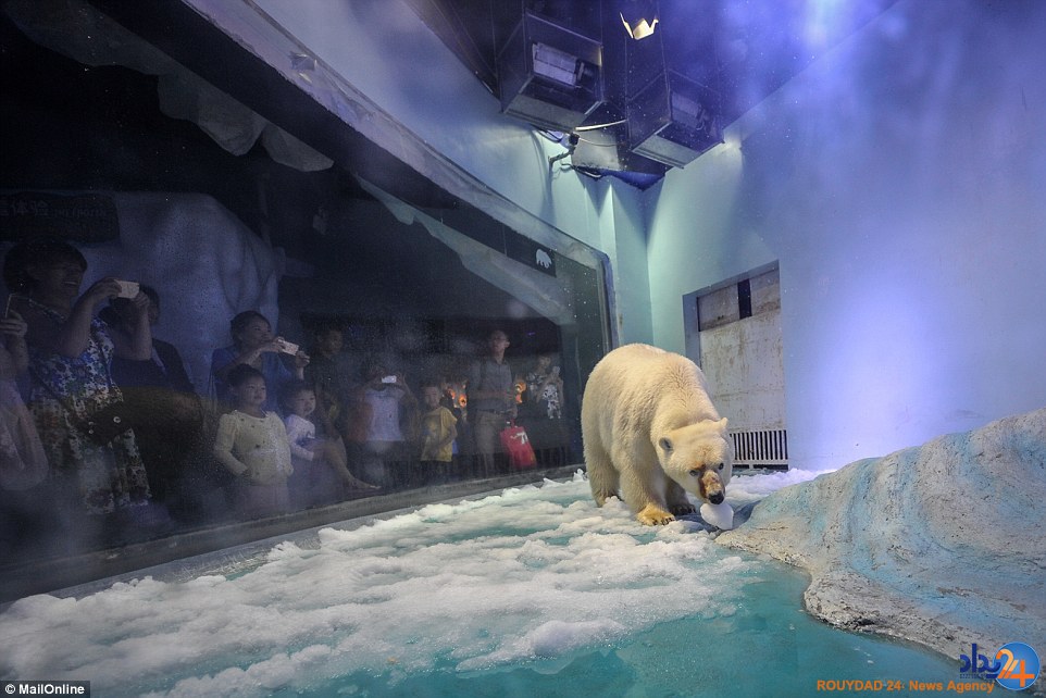 غمگین‌ترین خرس قطبی جهان در مرکزخرید چین (تصاویر)