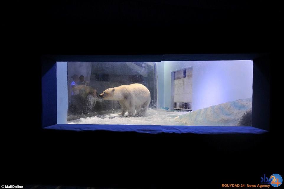 غمگین‌ترین خرس قطبی جهان در مرکزخرید چین (تصاویر)