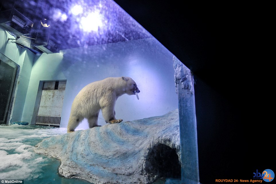 غمگین‌ترین خرس قطبی جهان در مرکزخرید چین (تصاویر)