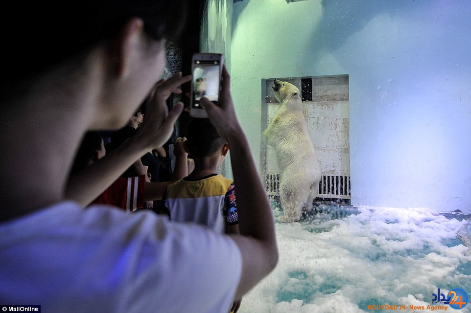 غمگین‌ترین خرس قطبی جهان در مرکزخرید چین (تصاویر)