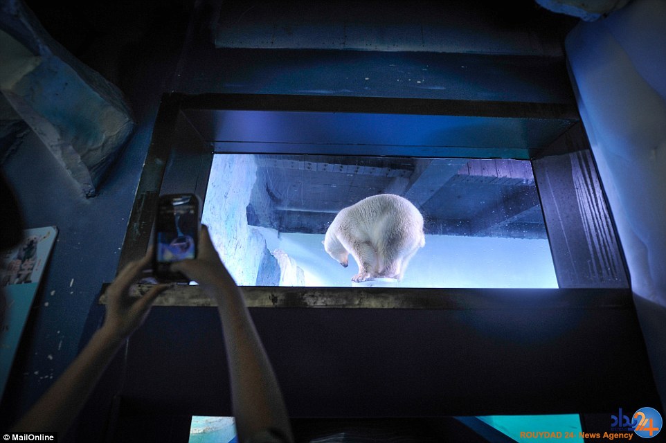 غمگین‌ترین خرس قطبی جهان در مرکزخرید چین (تصاویر)