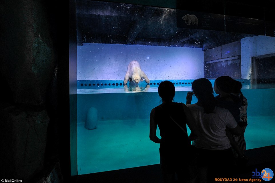 غمگین‌ترین خرس قطبی جهان در مرکزخرید چین (تصاویر)