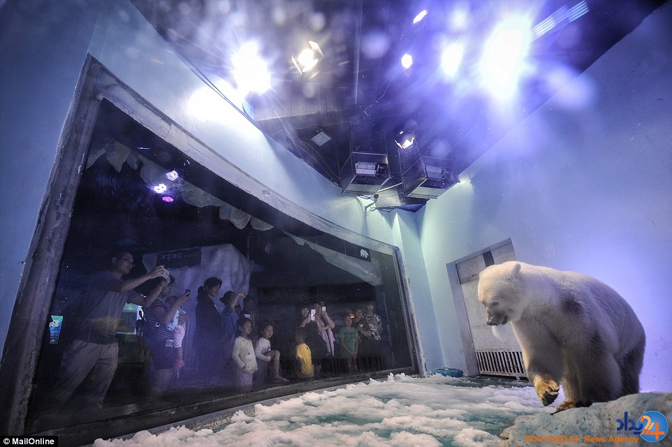غمگین‌ترین خرس قطبی جهان در مرکزخرید چین (تصاویر)