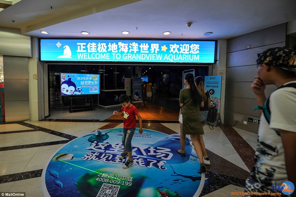 غمگین‌ترین خرس قطبی جهان در مرکزخرید چین (تصاویر)