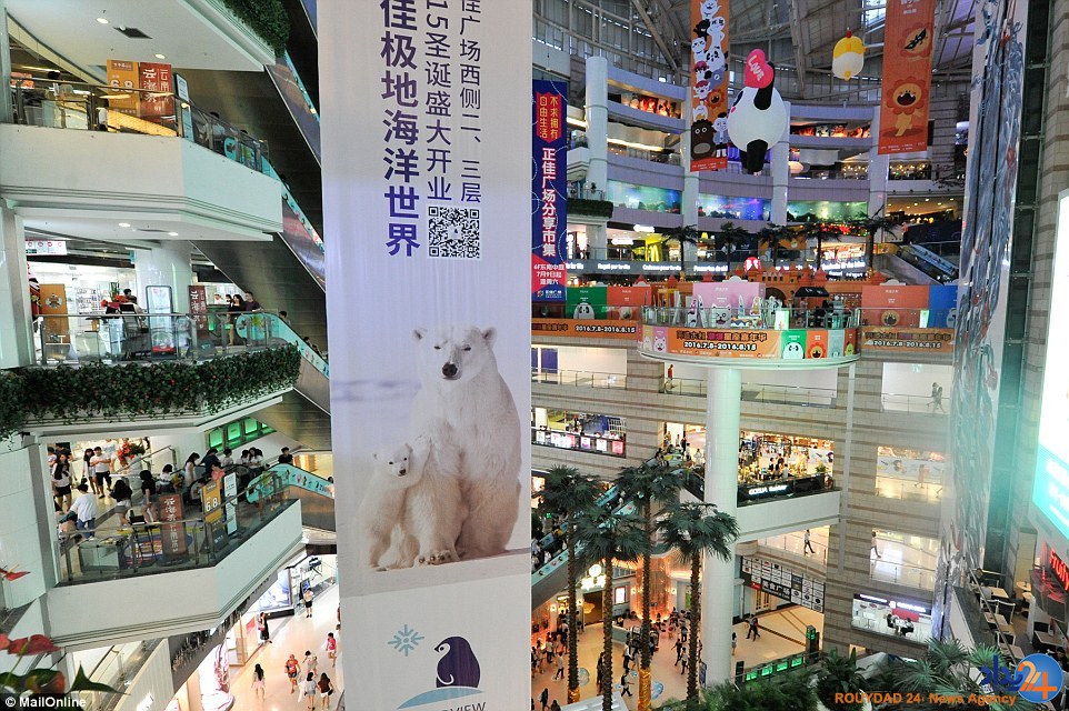 غمگین‌ترین خرس قطبی جهان در مرکزخرید چین (تصاویر)