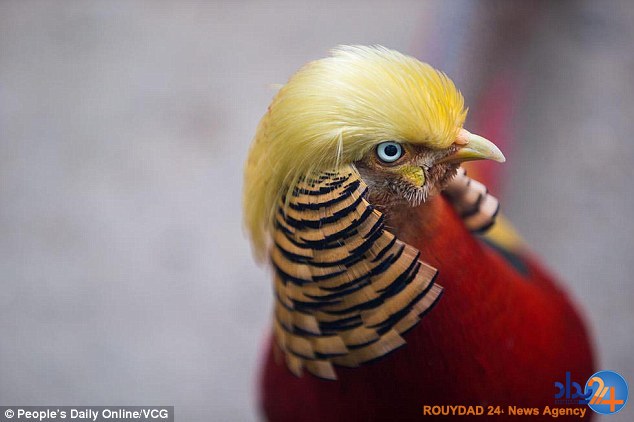 معروف شدن پرنده‌ای برای شباهتش به ترامپ (تصاویر)