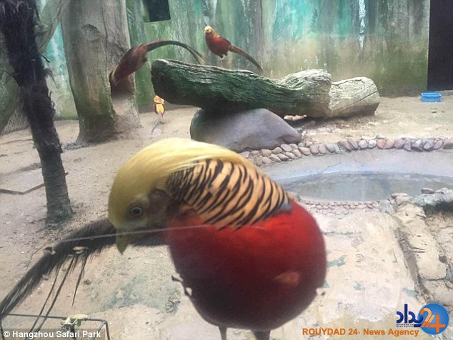 معروف شدن پرنده‌ای برای شباهتش به ترامپ (تصاویر)