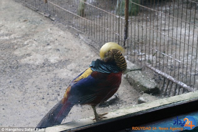 معروف شدن پرنده‌ای برای شباهتش به ترامپ (تصاویر)