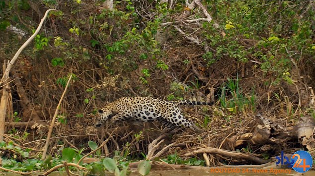 لحظه شوک‌آور شکار تمساح سه متری توسط یک پلنگ (فیلم و تصاویر)